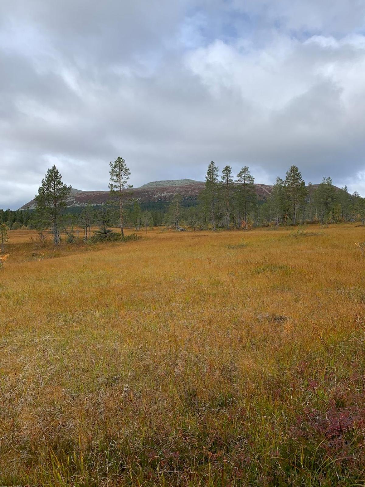 Koselig Hytte - Trysilfjellet Naert Til Sykkel- Og Turstier - 4 Soverom, 2 Bad, Badstue, Fiber Bredband Og Elbillader Exterior foto